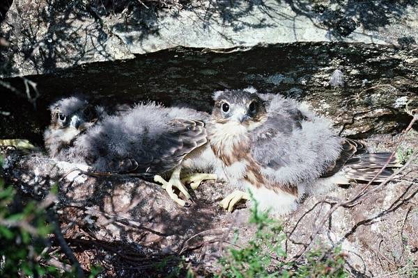 Merlins in nest by Derek Ratcliffe naturalengland is licensed under CC BY-NC-ND 2.0